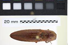 Foto (Dorsalansicht) von Lacon ruber (NHMW-ZOO-COL-0008156)